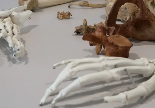 Foto_T-report_NeužilováM